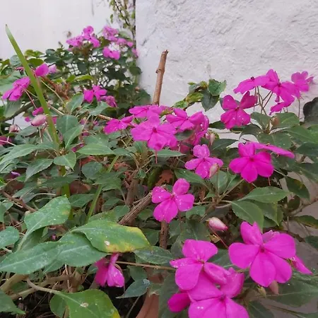 Casa Con Terraza Privada Y Patio En El Centro De * Vejer de la Frontera